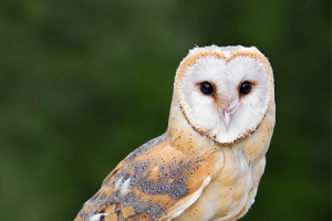 Coruja-das-torres | Barn Owl (Tyto alba)