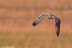 Coruja-do-nabal | Short-eared owl (Asio flammeus)