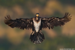 Corvo-marinho | Cormorant (Phalacrocorax carbo)