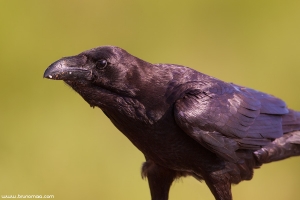Corvo | Raven (Corvus corax)