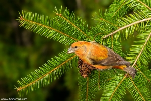 Cruza-bico | Crossbill (Loxia curvirostra)