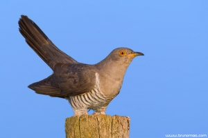 Cuco | Cuckoo (Cuculus canorus)