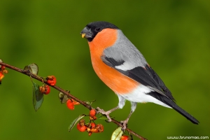 Dom-fafe | Bullfinch (Pyrrhula pyrrhula)