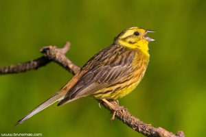 Escrevedeira-amarela | Yellowhammer (Emberiza citrinella)