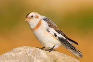 Escrevedeira-das-neves | Snow Bunting (Plectrophenax nivalis)