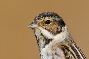 Escrevedeira-dos-caniços | Reed bunting (Emberiza schoeniclus)