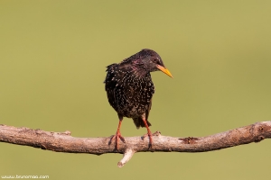 Estorninho-malhado | Starling (Sturnus vulgaris)