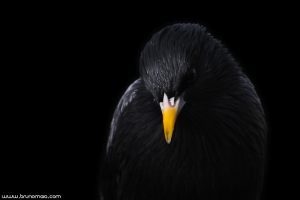 Estorninho-preto | Spotless Starling (Sturnus unicolor)