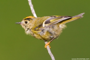 Estrelinha-de-poupa | Goldcrest (Regulus regulus)