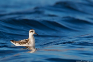 Falaropo-de-bico-grosso | Grey Phalarope (Phalaropus fulicarius)