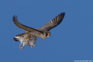 Falcão-peregrino | Peregrine Falcon (Falco peregrinus)