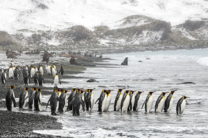 Falklands, South Georgia & Antarctica