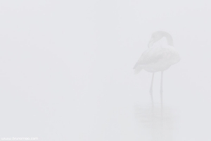 Flamingo | Greater Flamingo (Phoenicopterus ruber)