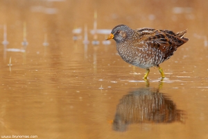 Franga-d\'água-grande | Spotted Crake (Porzana porzana)