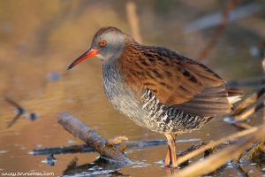 Frango-d\'água | Water Rail (Rallus aquaticus)