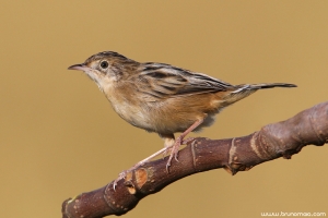 Fuínha-dos-juncos | Zitting Cisticola (Cisticola juncidis)