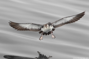 Fura-bucho-do-atlântico | Manx Shearwater (Puffinus puffinus)