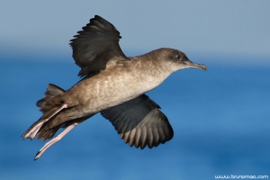 Pardela-balear | Manx Shearwater (Puffinus mauritanicus)