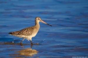 Fuselo | Bar-tailed Godwit (Limosa lapponica)