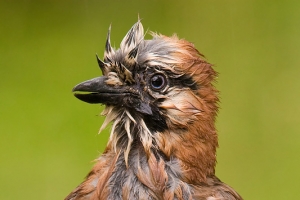 Gaio | Jay (Garrulus glandarius)