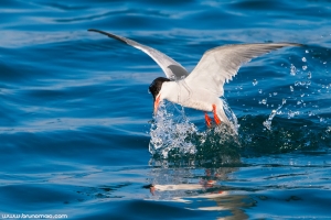 Garajau-comum | Common Tern (Sterna hirundo)