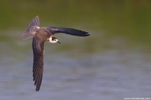 Gaivina-preta | Black Tern (Chlidonias niger)