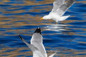 Gaivota-de-patas-amarelas | Yellow-legged Gull (Larus michahellis)