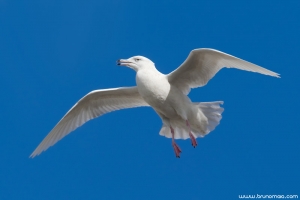 Gaivotão-branco | Glaucous Gull (Larus hyperboreus)