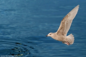 Gaivota-polar | Iceland gull (Larus glaucoides)