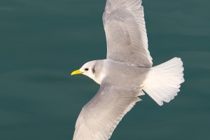 Gaivota-tridáctila | Kittiwake (Rissa tridactyla)