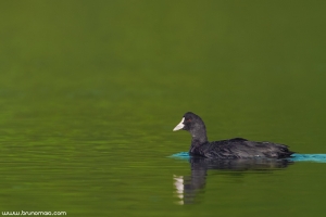 Galeirão | Coot (Fulica atra)