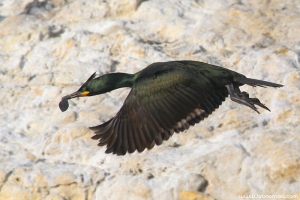 Galheta | European Shag (Phalacrocorax aristotelis)