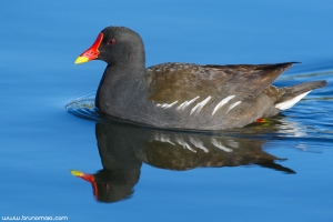 Galinha-d\'água | Moorhen (Gallinula chloropus) 