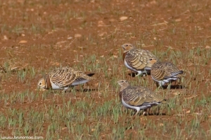 Ganga | Pin-tailed Sandgrouse (Pterocles alchata)