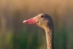 Ganso-bravo | Greylag Goose (Anser anser)