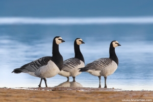 Ganso-marisco | Barnacle Goose (Branta leucopsis)