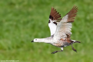 Ganso-de-magalhães | Upland Goose (Chloephaga picta)