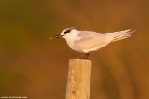 Garajau-de-bico-preto | Sandwich Tern (Sterna sandvicensis)