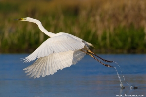 Garça-branca-grande | Great Egret (Ardea alba)