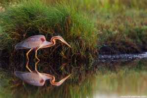 Garça-vermelha | Purple Heron (Ardea purpurea)