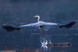 Garça-real | Grey Heron (Ardea cinerea)