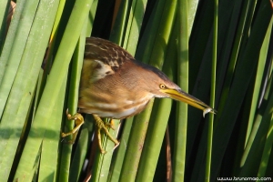 Garçote | Little Bitern (Ixobrychus minutus)