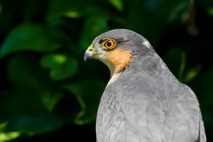 Gavião | Sparrowhawk (Accipiter nisus)