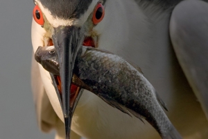 Goraz | Night heron (Nycticorax nycticorax)