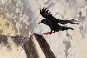 Gralha-de-bico-vermelho | Chough (Pyrrhocorax pyrrhocorax)