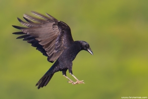 Gralha-preta | Carrion Crow (Corvus corone)