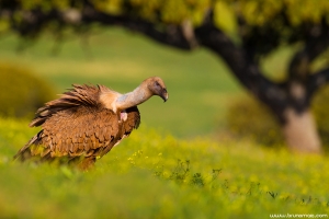 Grifo | Griffon Vulture (Gyps fulvus) 