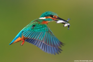 Guarda-rios | Kingfisher (Alcedo atthis)