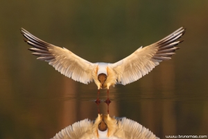 Guincho | Black-Headed Gull (Larus ridibundus)