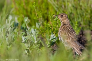 Laverca | Skylark (Alauda arvensis)